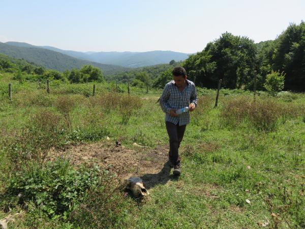 Ağva'da hayvan katliamı