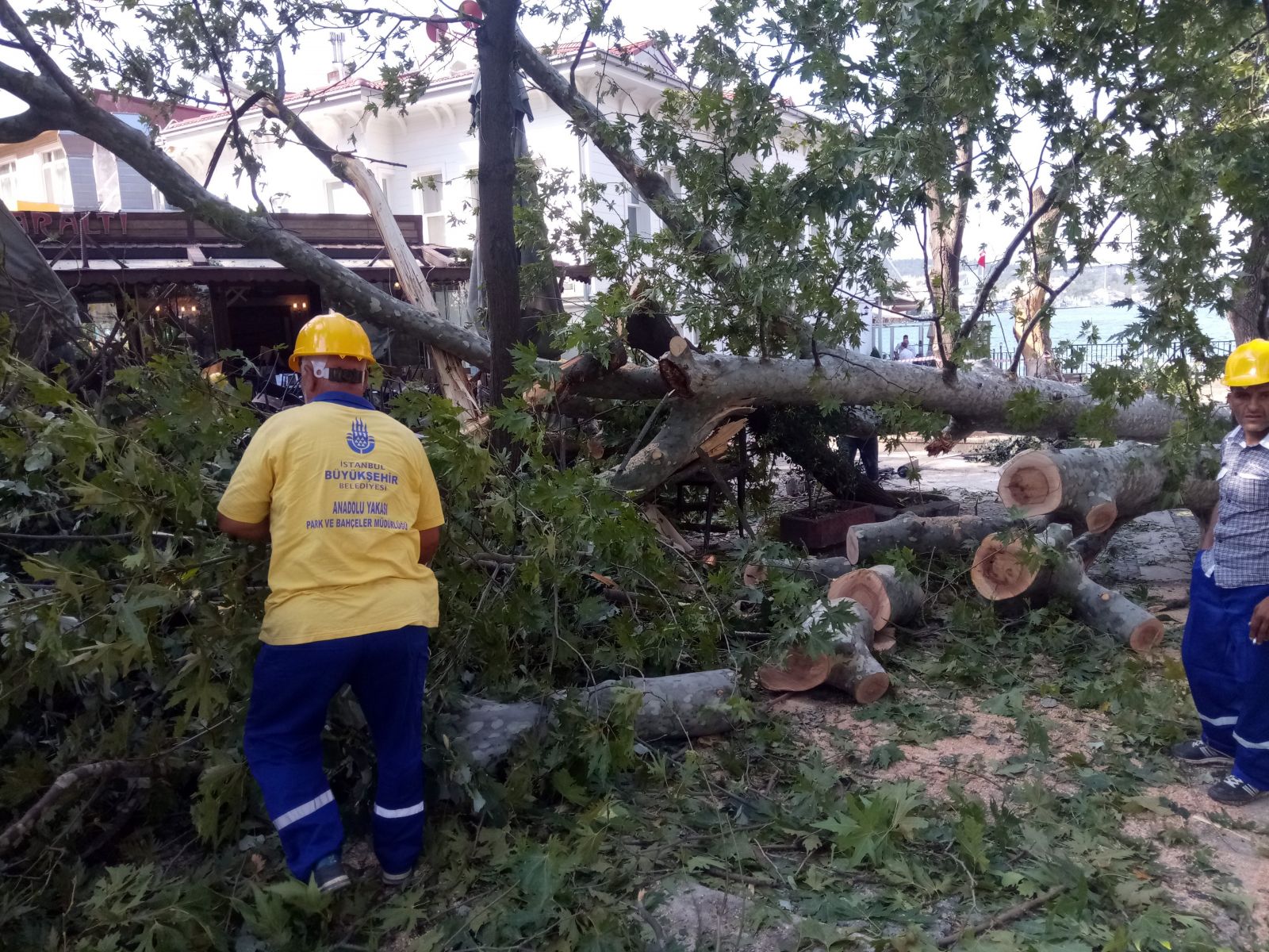 Çengelköy'deki tarihi çınar fırtınada devrildi