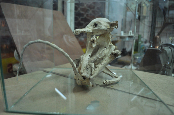 Niğde'de bulundu, bu iskeletin sırrı çözülemiyor!