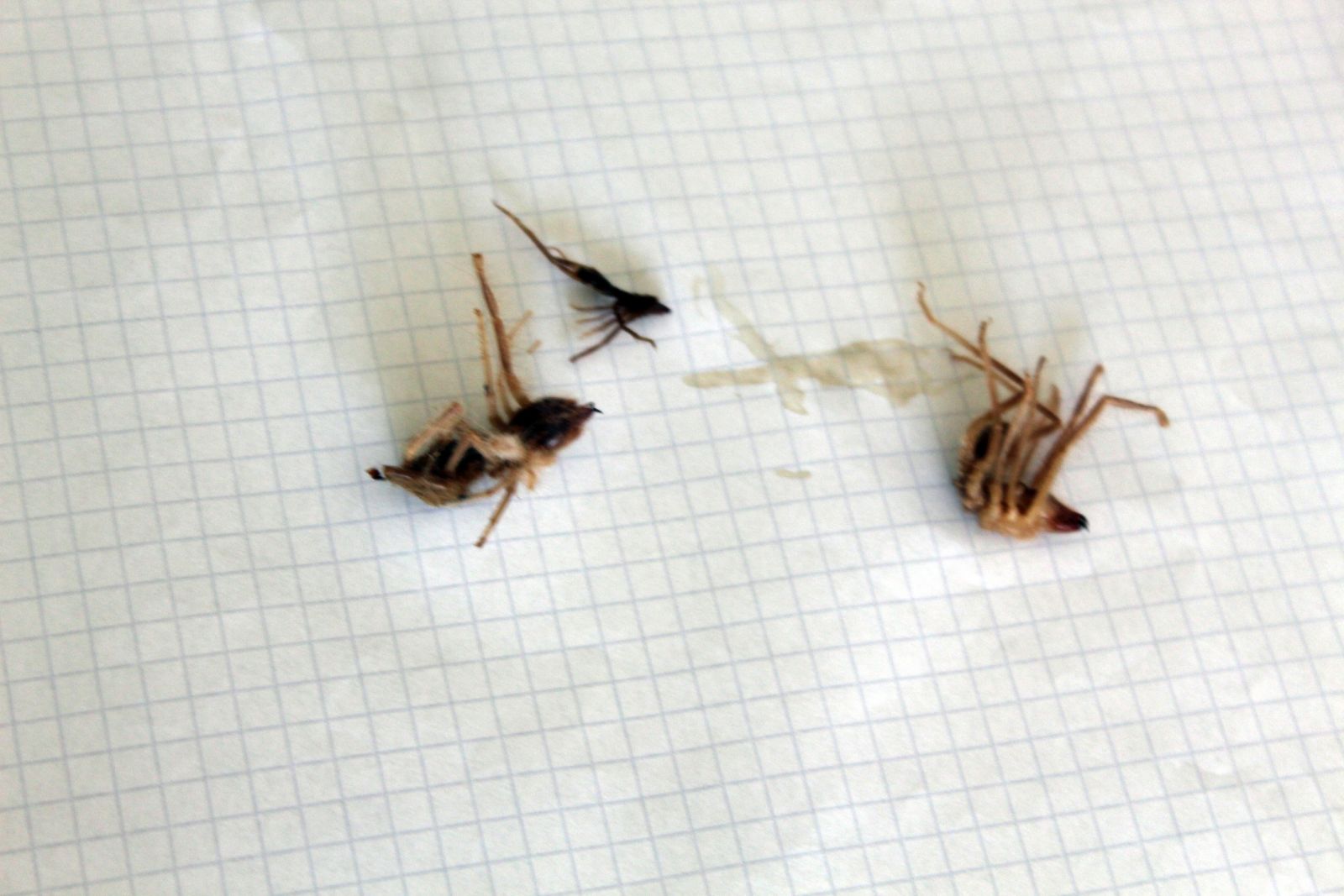 Niğdelilerin kabusu oldu, insanlar balkona bile çıkamıyor!