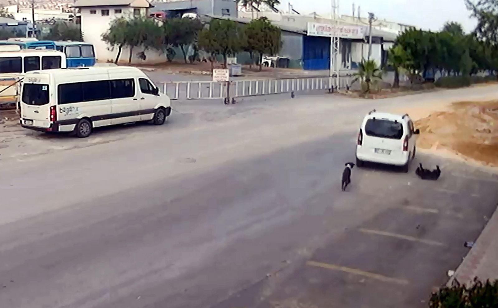 Antalya'da köpeği ezen sürücünün cezası belli oldu