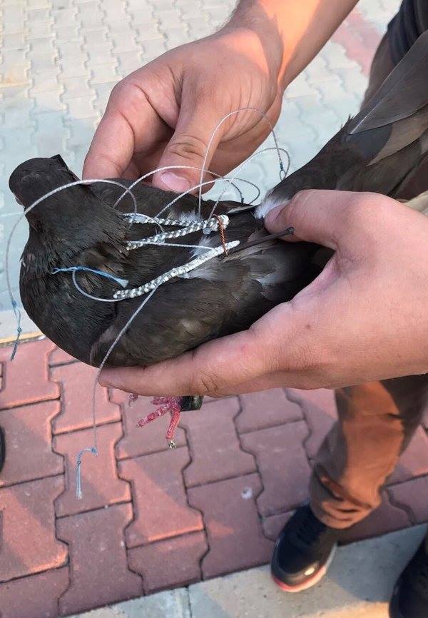 Silivri Cezaevinde haberci kuş yakalandı