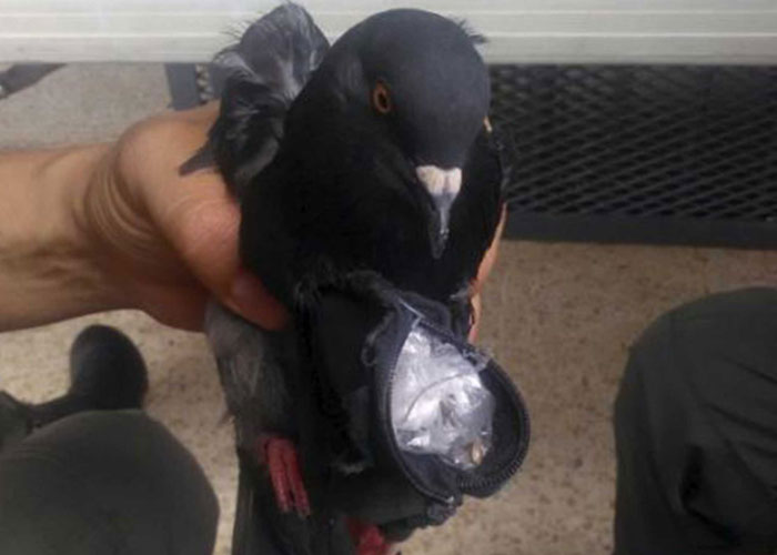 Hapishaneye güvercinle uyuşturucu sevkiyatı yaptılar