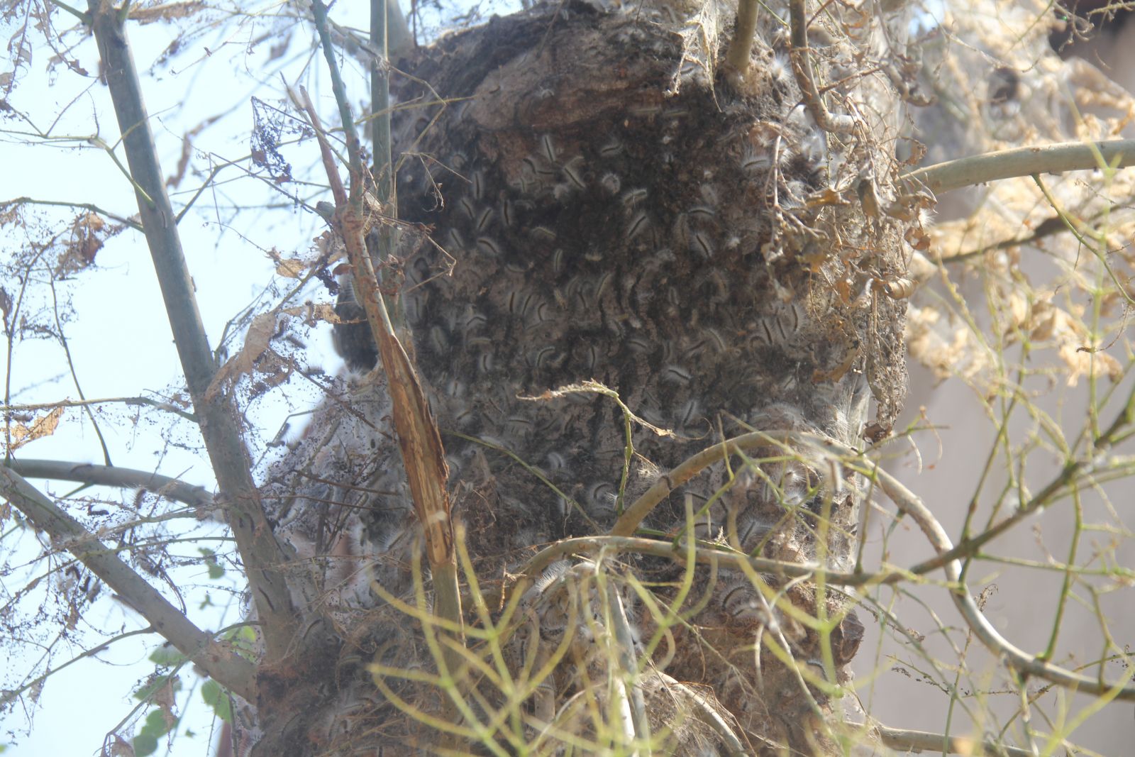 Mahalleyi tırtıllar bastı