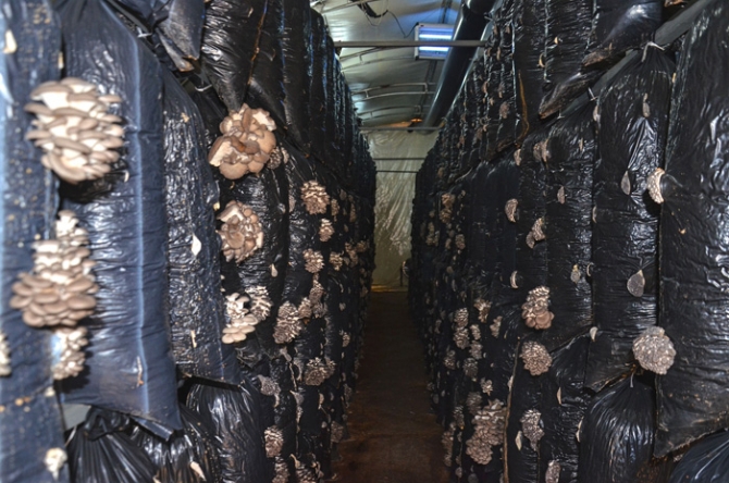 Kırmızı ete rakip çıktı, üstelik 10 lira!