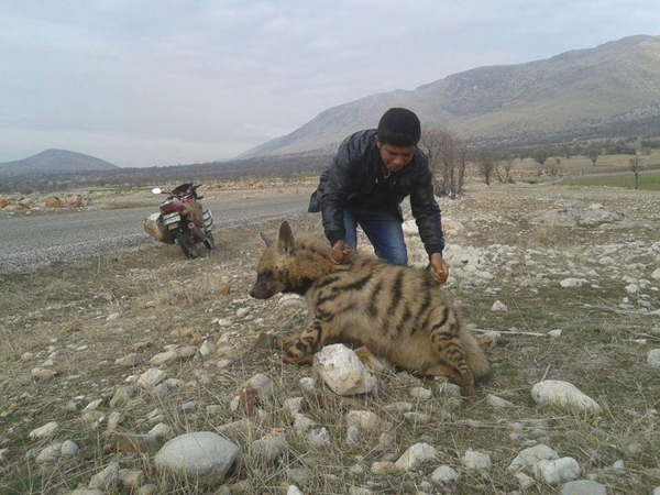 Otomobilin çarptığı çizgili sırtlan öldü!