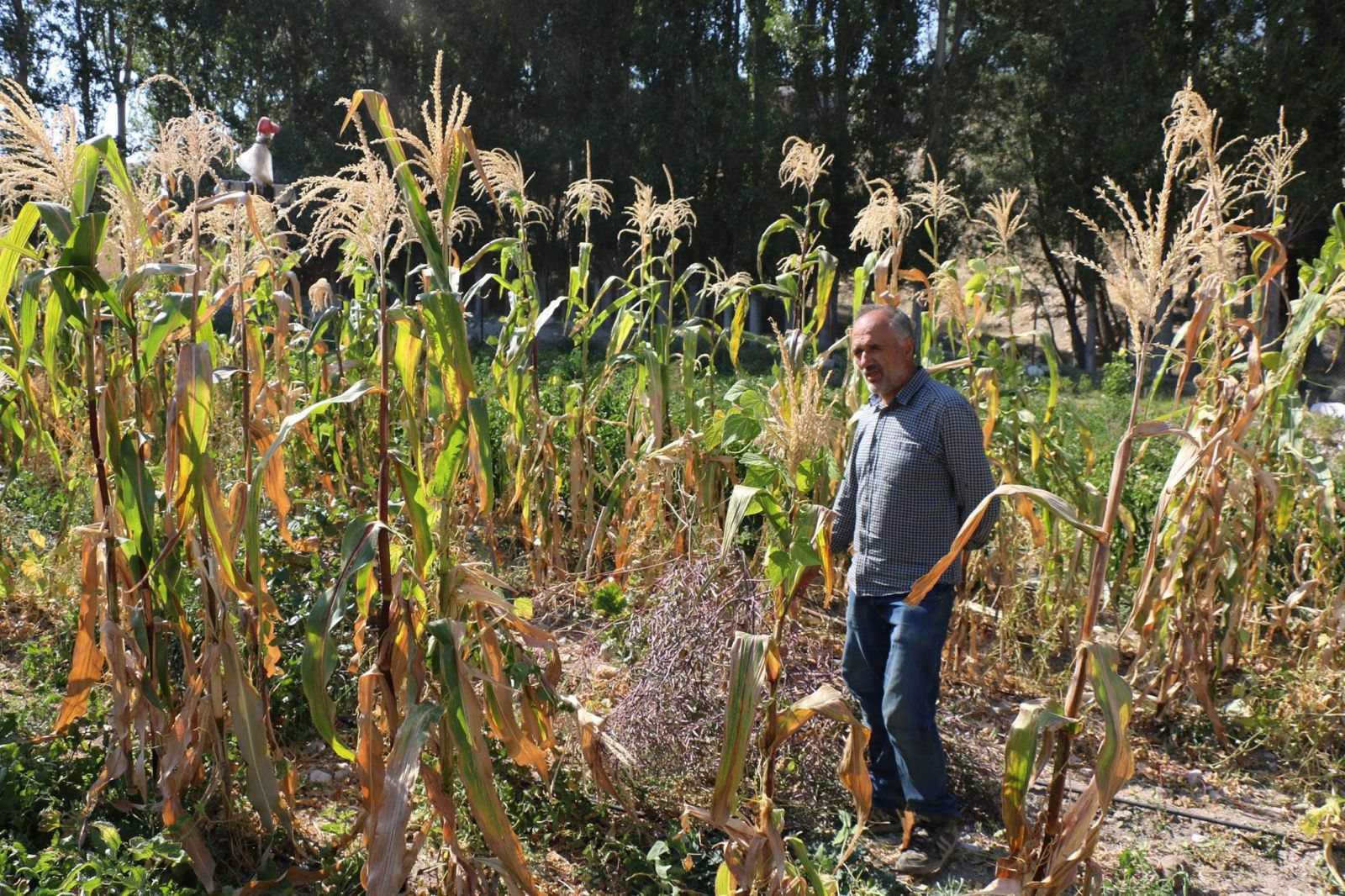 3 bin 500 yıllık vadide genetiği bozulmamış sebze tohumlardan ürün elde etti
