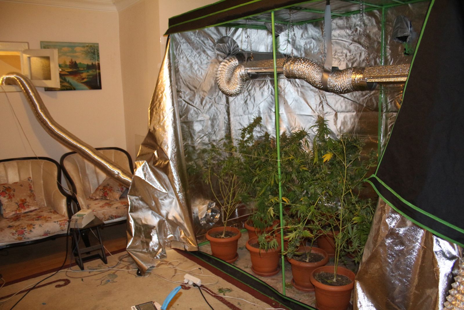 Yatak odasındaki dolap içinde kenevir yetiştirmiş