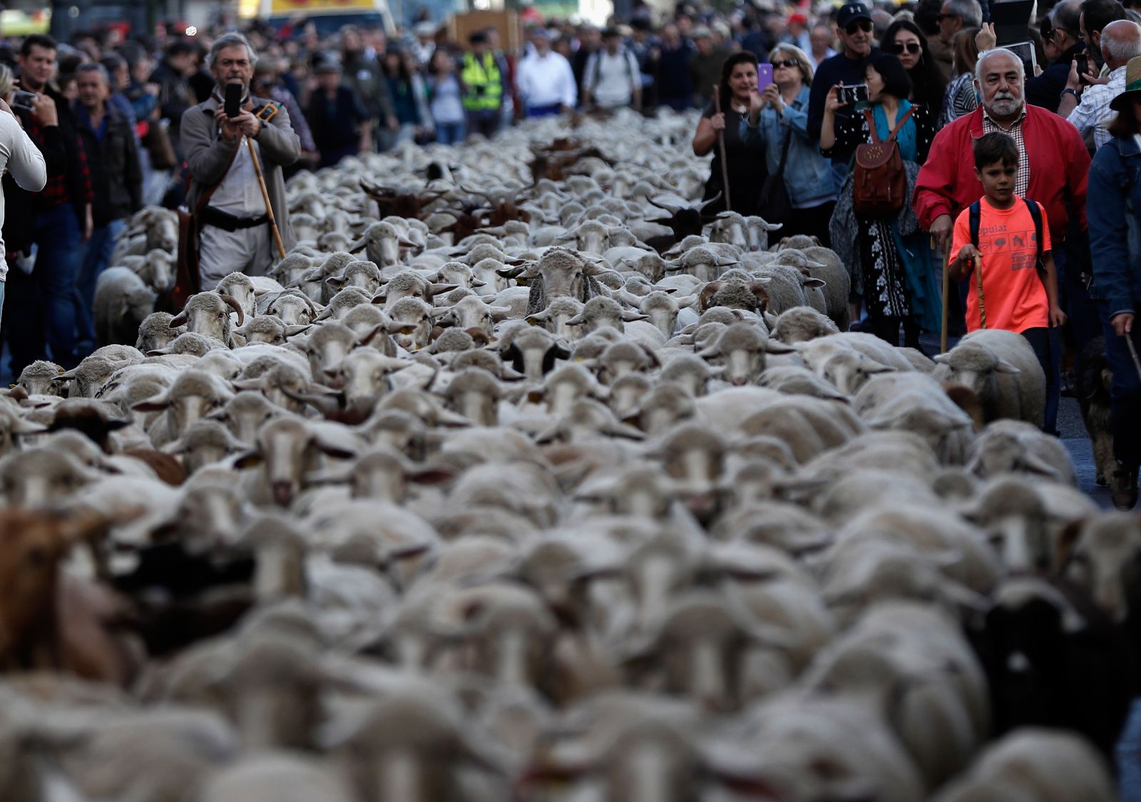Madrid'de koyunlar şehre indi