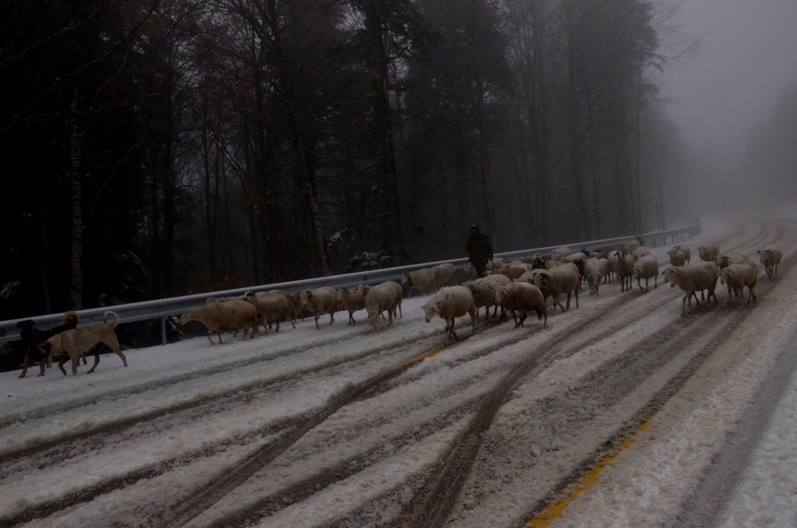 Uludağ'a kar erken yağdı, koyunlar dönüşe geçti