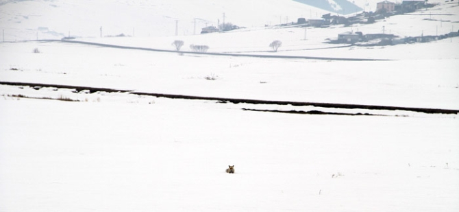Aç kalan kurt ve tilki ovaya indi