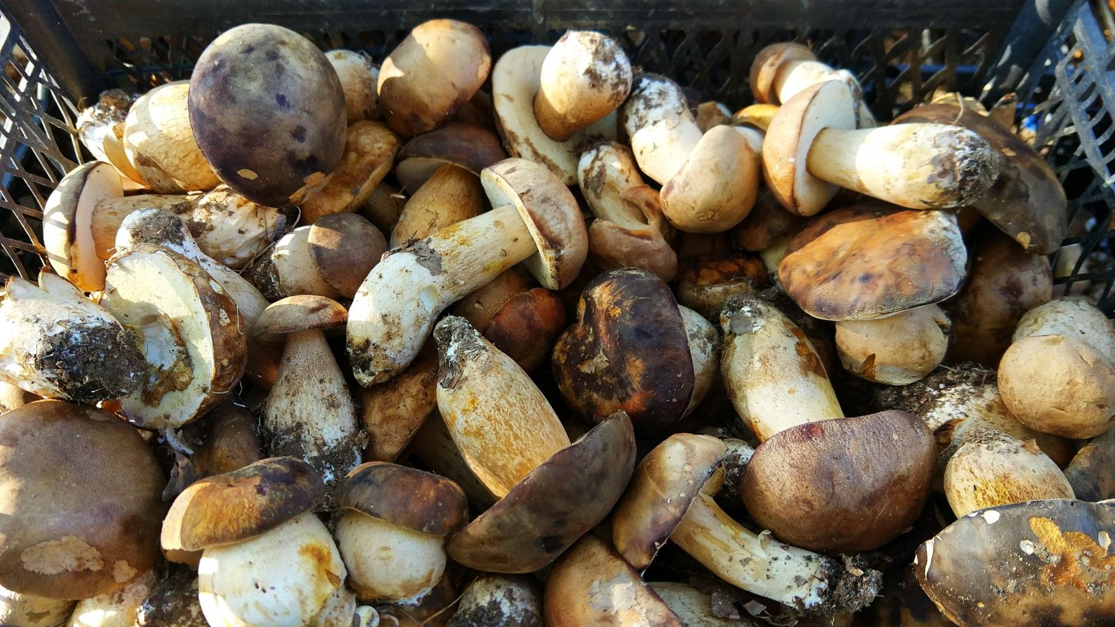 Bolet mantarı, köylünün geçim kaynağı oldu