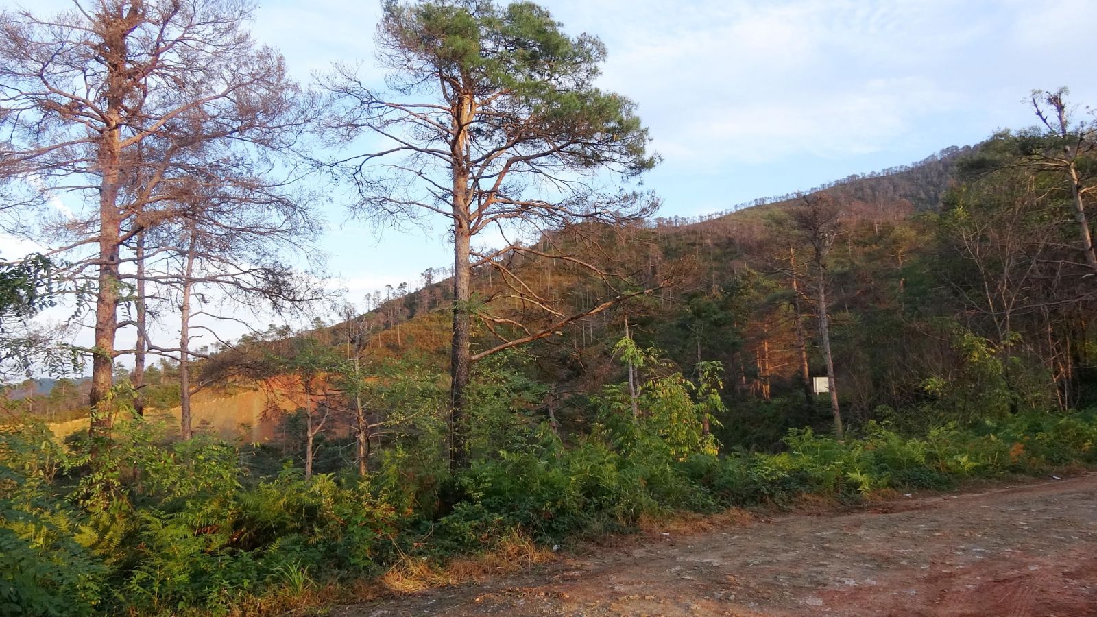 Trabzon Sürmene'deki Çamburnu Ormanı'nından kahreden haber