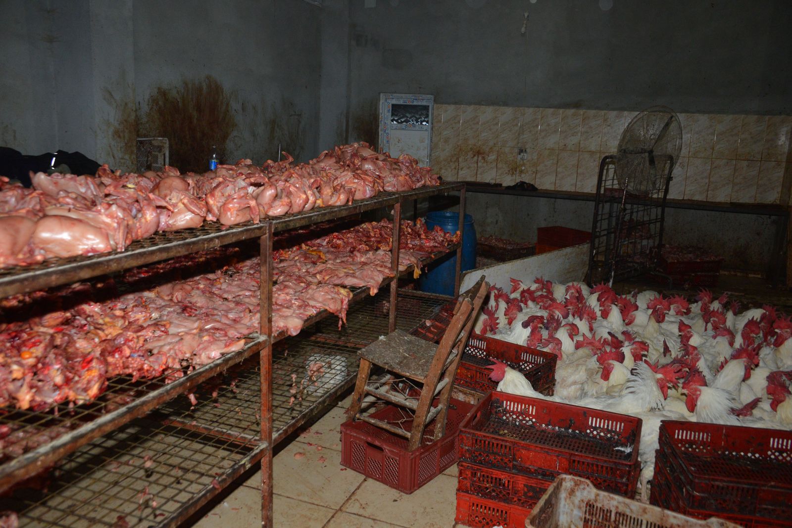 Adana'da kaçak tavuk kesimhanesine baskın