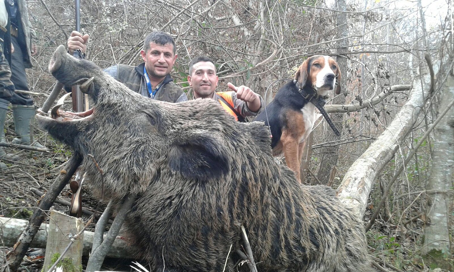 Sinop'ta köylünün korkulu rüyası dev domuz öldürüldü