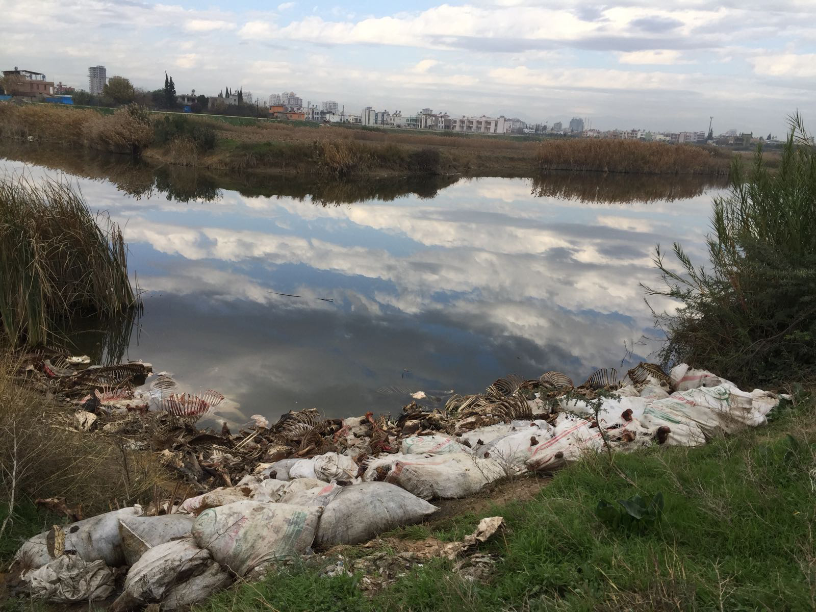Adana'da at ve eşek kemikleri bulundu