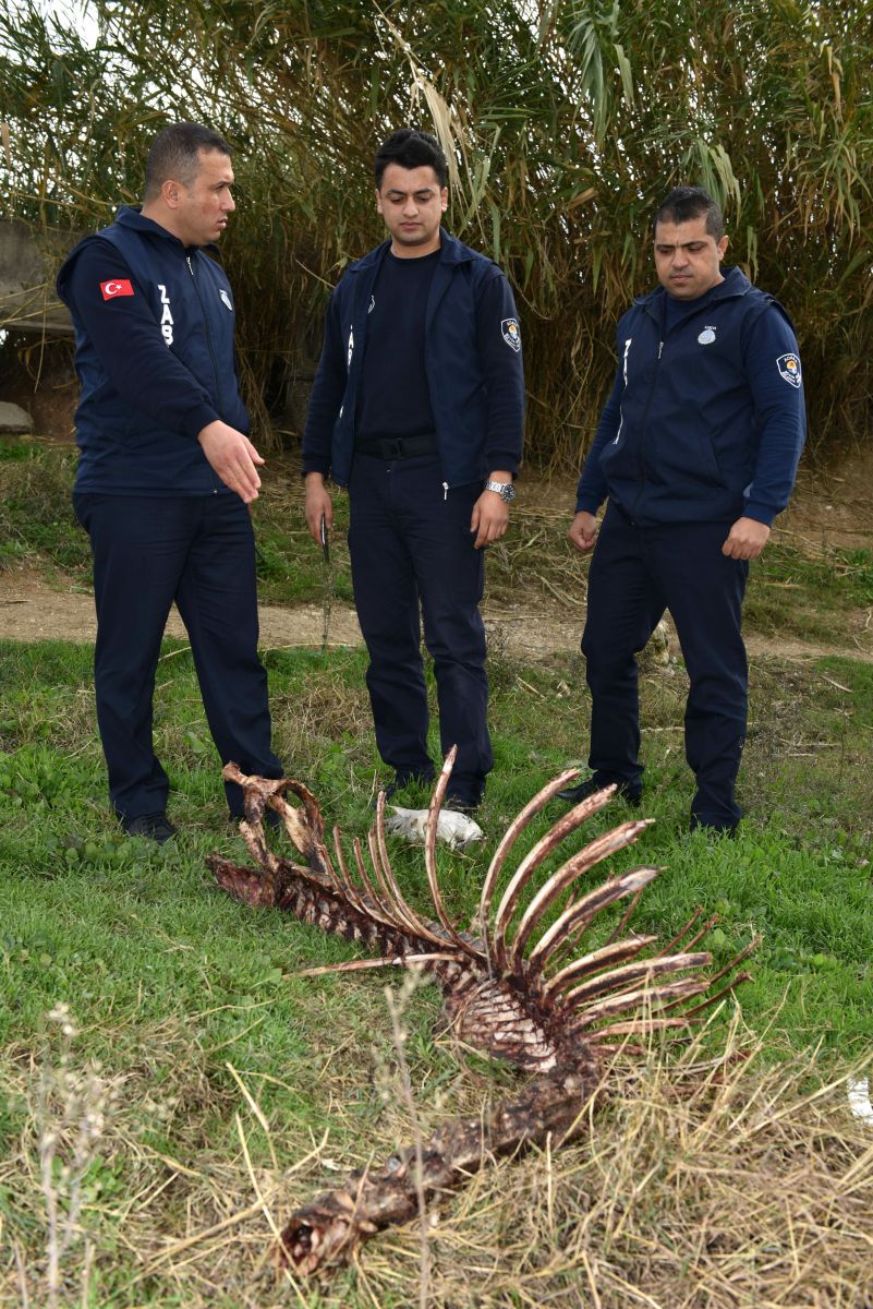 Adana'da vatandaşa at eti yedirmeye devam ediyorlar