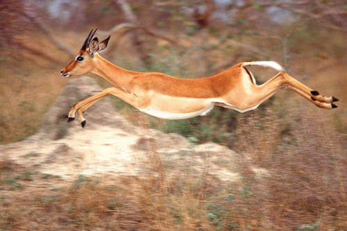 Şehir hayatı akla zarar