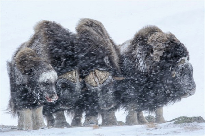Norveç’in devasa Misk öküzlerinden ilginç kareler