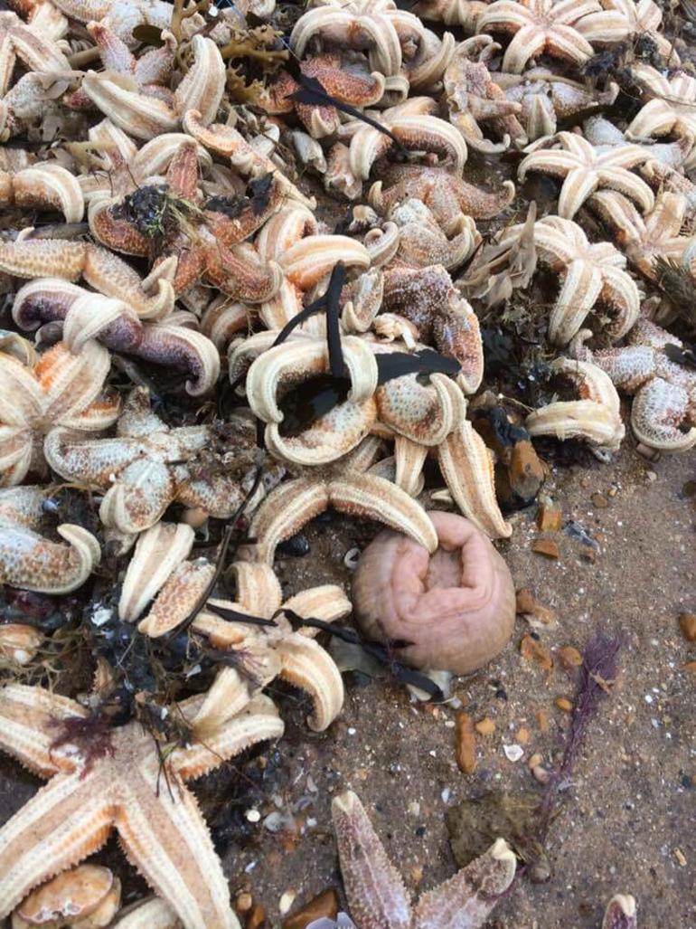 Deniz sıcaklığı düştü, on binlerce deniz canlısı kıyıya vurdu