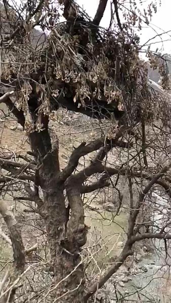 Hakkâri'de ormanlık alanda deşifre oldu! İşte PKK'nın gözetleme kuleleri...