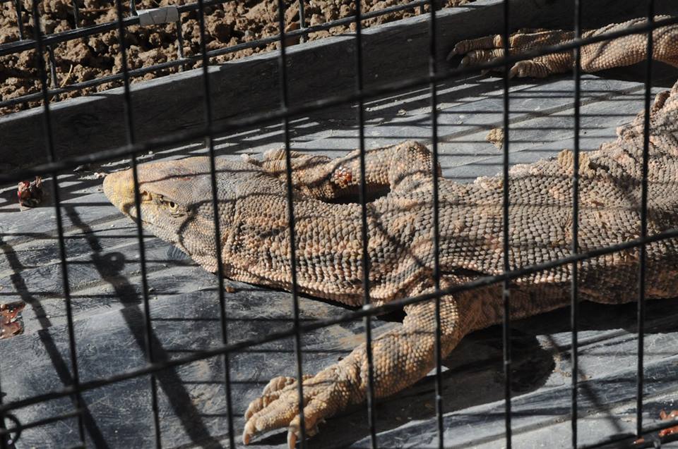 Cizre'de yakalanan çöl varanı tedavi edildi