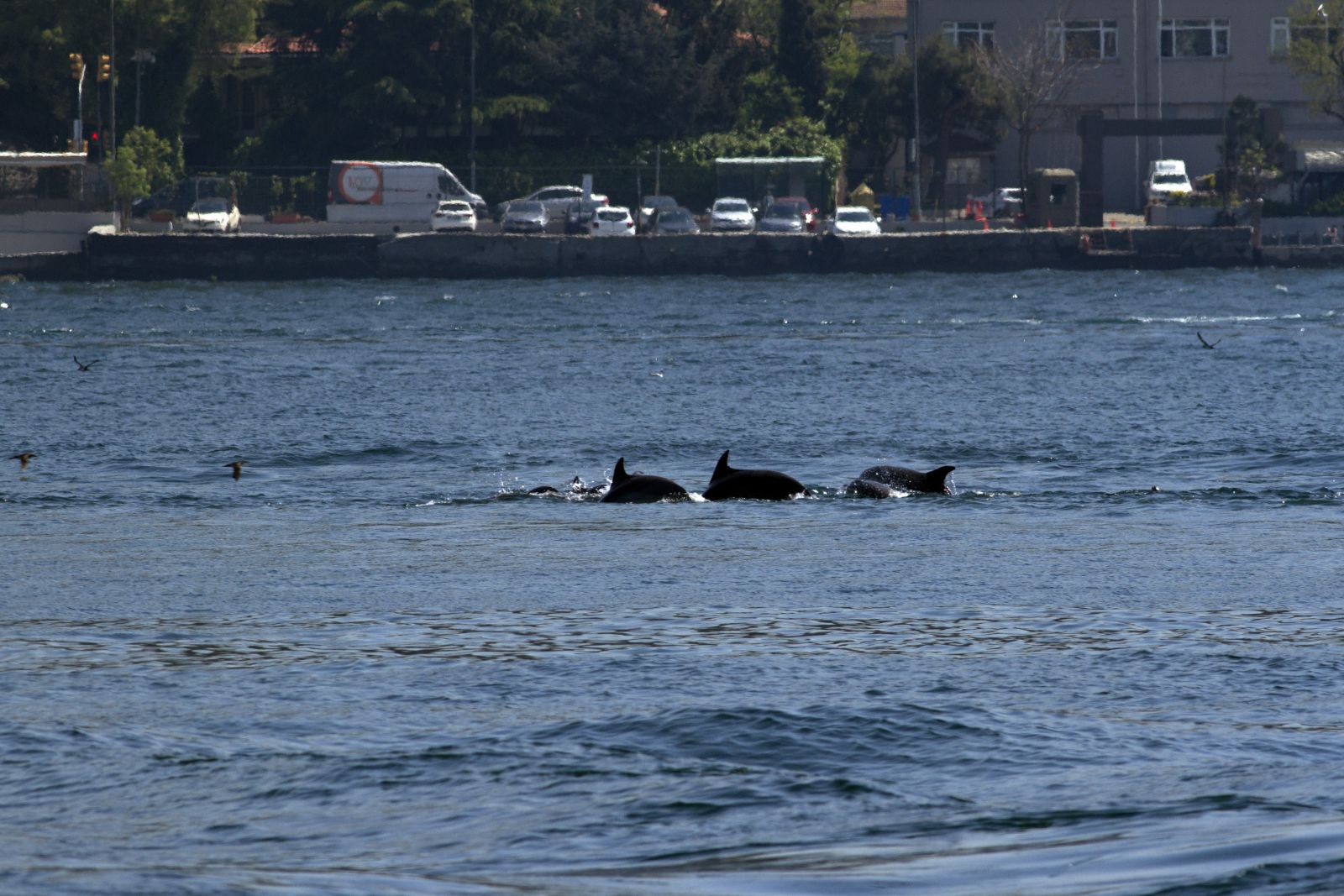 Boğaz'da yunusların dansı kamerada