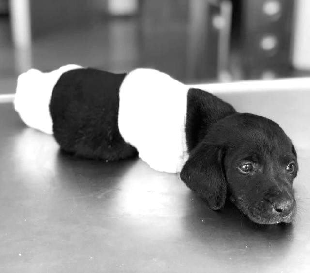 Bakan Soylu'dan Türkiye'yi ayağa kaldıran yavru köpek için açıklama