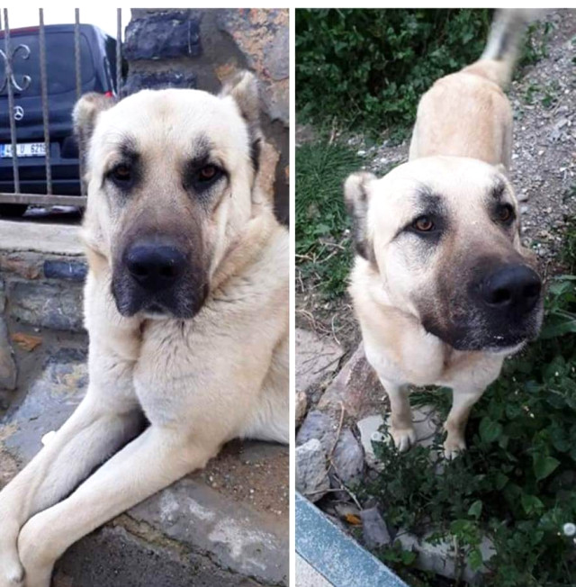 Arabanın arkasına bağladığı köpeğe işkence yapmıştı! Meğer niyeti başkaymış