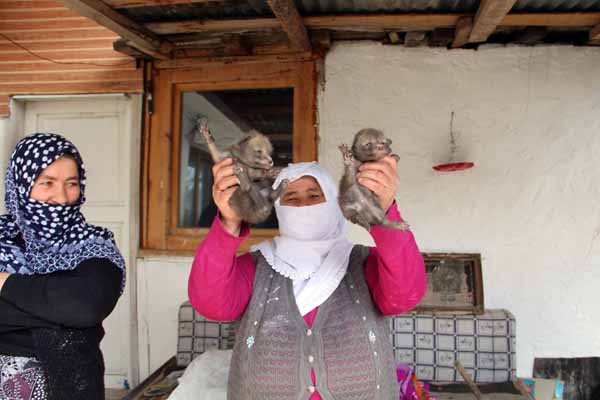 Evin mutfağına giren tilki dördüz doğurdu