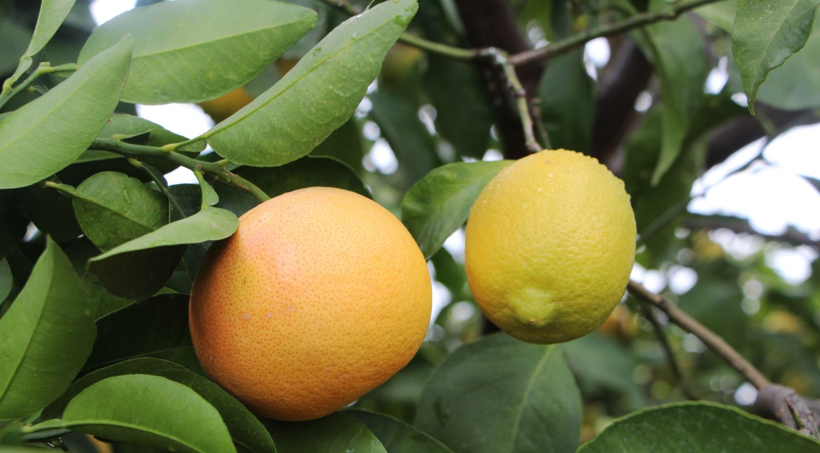 4 ülkenin meyvesini tek ağaçta yetiştirdi, bahçe ziyaretçi akınına uğradı