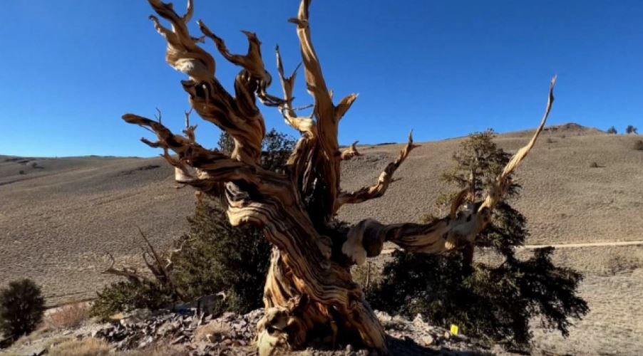 ABD'de 5 bin yıllık çam ağacı zaman meydan okuyor