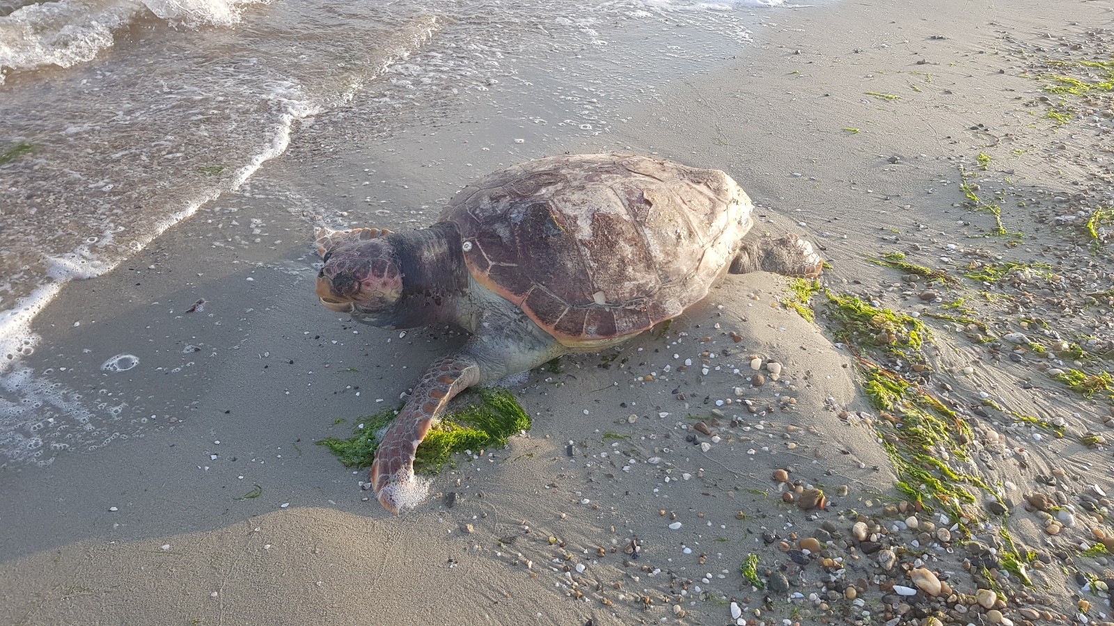 Silivri’de ölü caretta caretta kıyıya vurdu