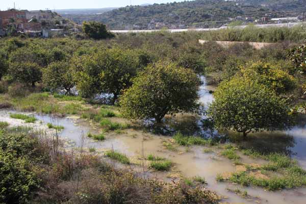 Limon bahçeleri sular altında kaldı
