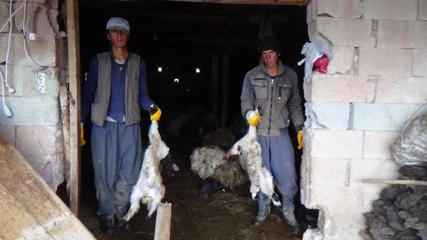 Kurtlar ağıla girip 79 koyunu telef etti