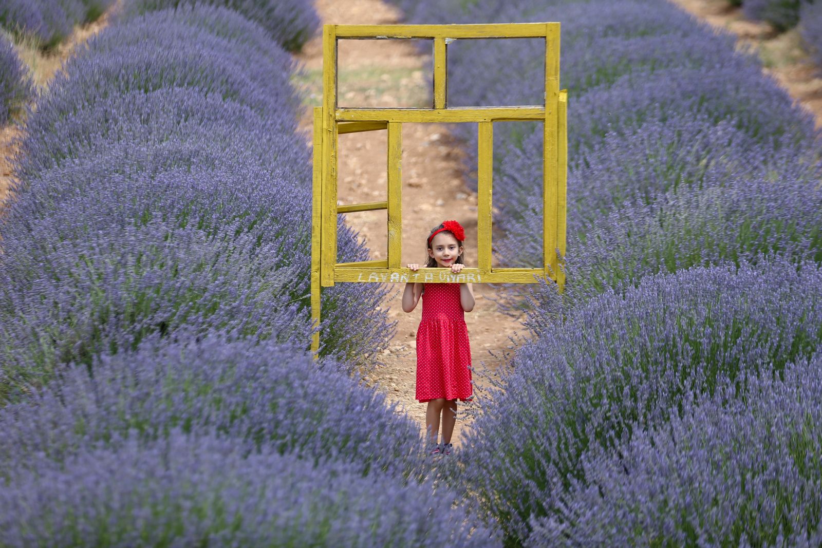 Lavanta mı? Ay çiçeği mi?