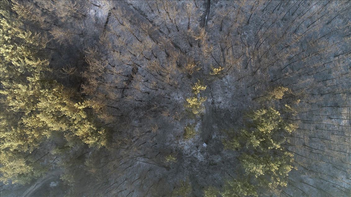 Adana'daki orman yangını kontrol altına alındı