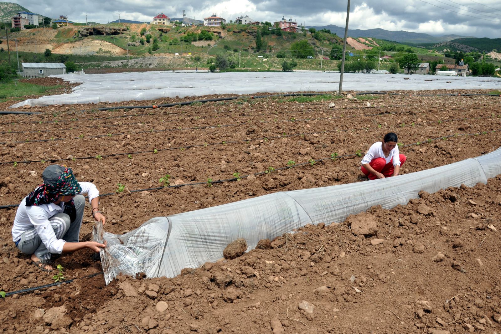 Mardinli iki kız kardeş Tunceli'ye sera kurdu
