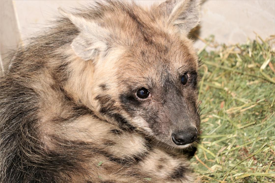 Çizgili sırtlan yavrusuna özel bakım