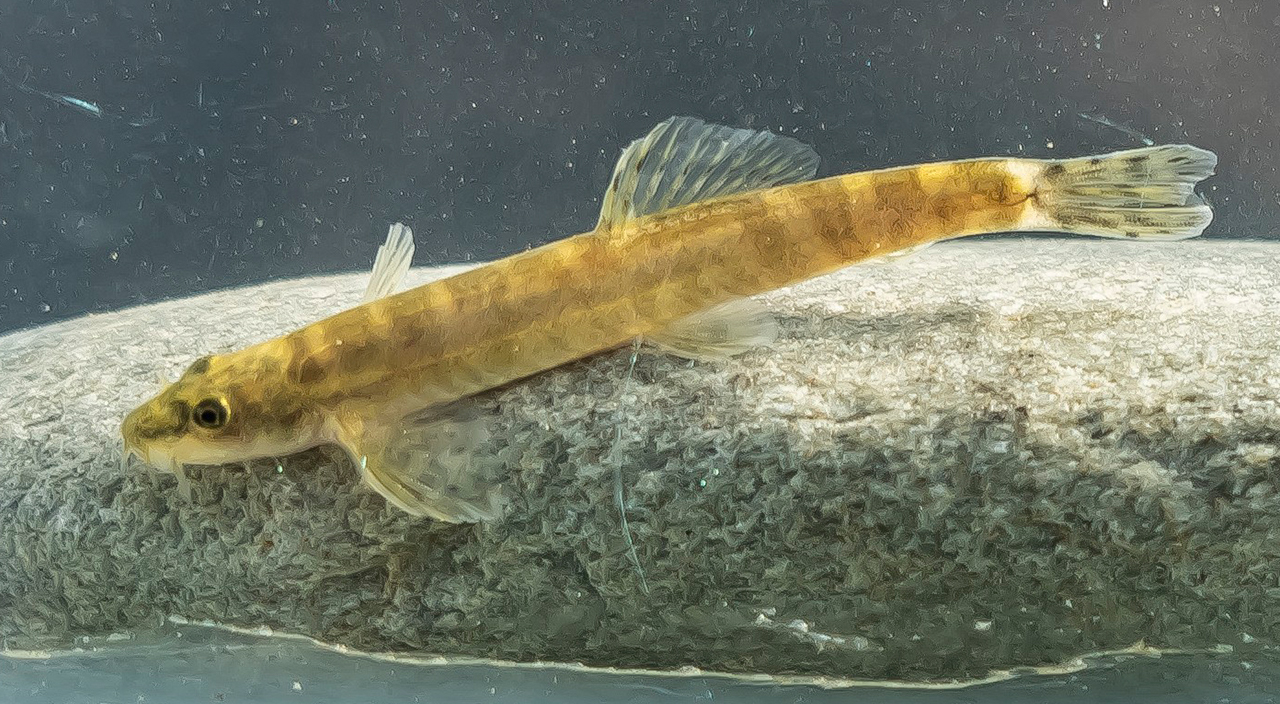 Yarım asırdır görülmemişti: Batman’da ortaya çıktı