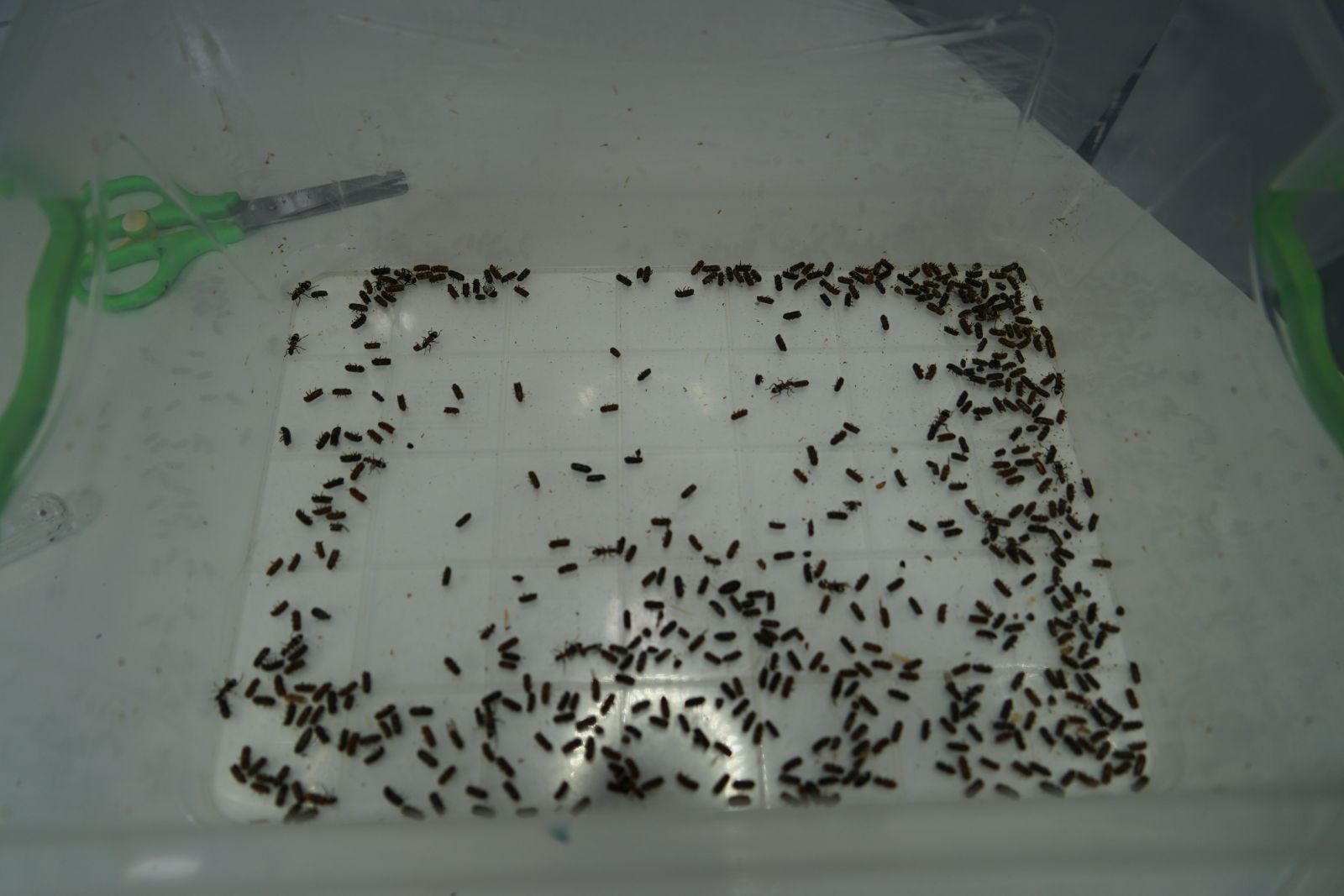 Orman ekosistemini koruyor! Bu böcekler laboratuvarda üretiliyor