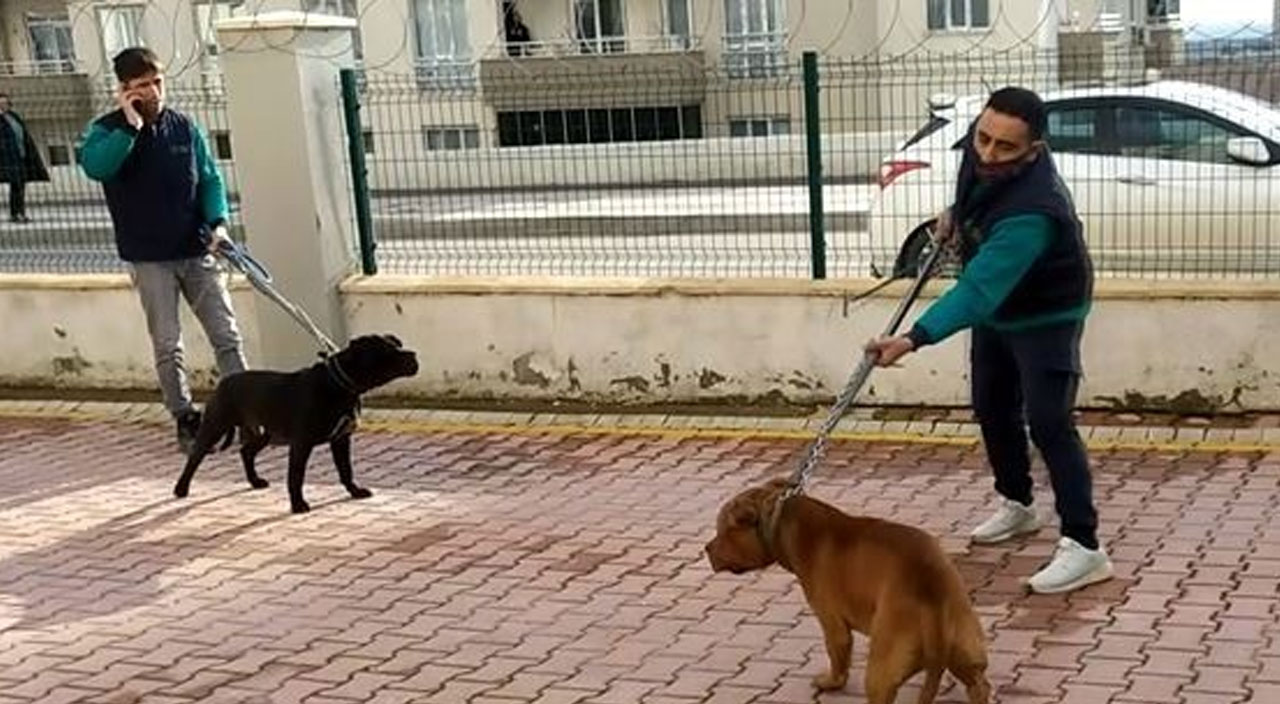 Pitbulların sahibi kamera kayıtlarını silmiş
