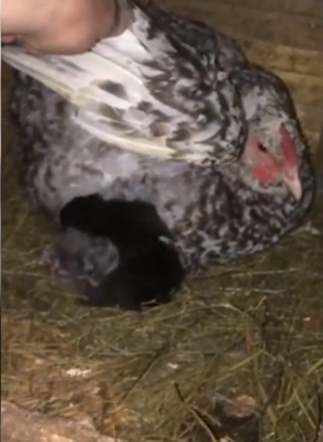 Tavuk kümesindeki tersliği sezen adam karşılaştığı manzarayla gözyaşlarına boğuldu!