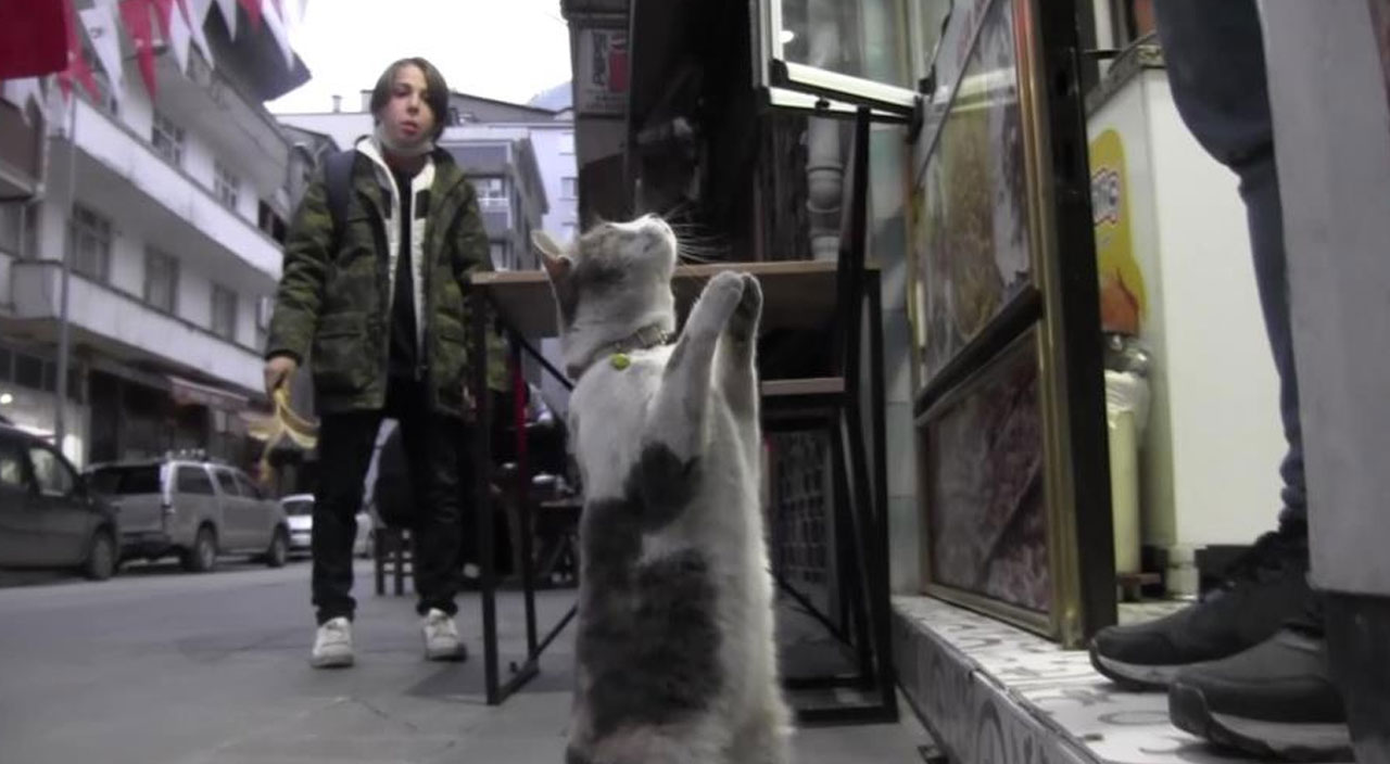 Sosyal medyada viral oldu: Acıkan kedi esnaftan böyle yemek istiyor