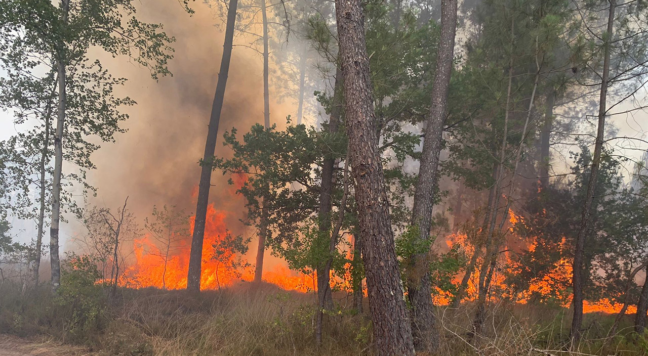 Fransa’da orman yangınları sürüyor: Binlerce hektar yandı