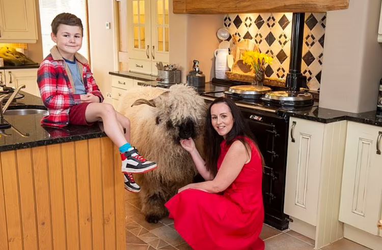 İngiltere'de yeni moda! Evde koyun besliyorlar