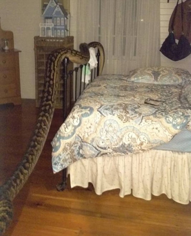 Uykudan kalkan kadın dev pitonla karşı karşıya geldi