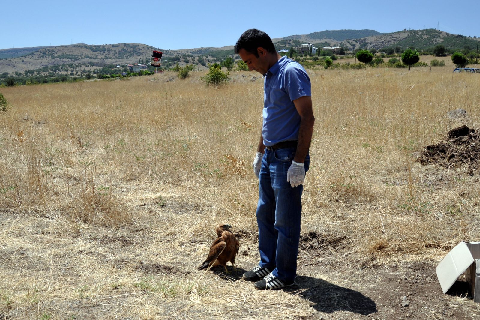 Tunceli'de bulunan kızıl şahin koruma altına alındı