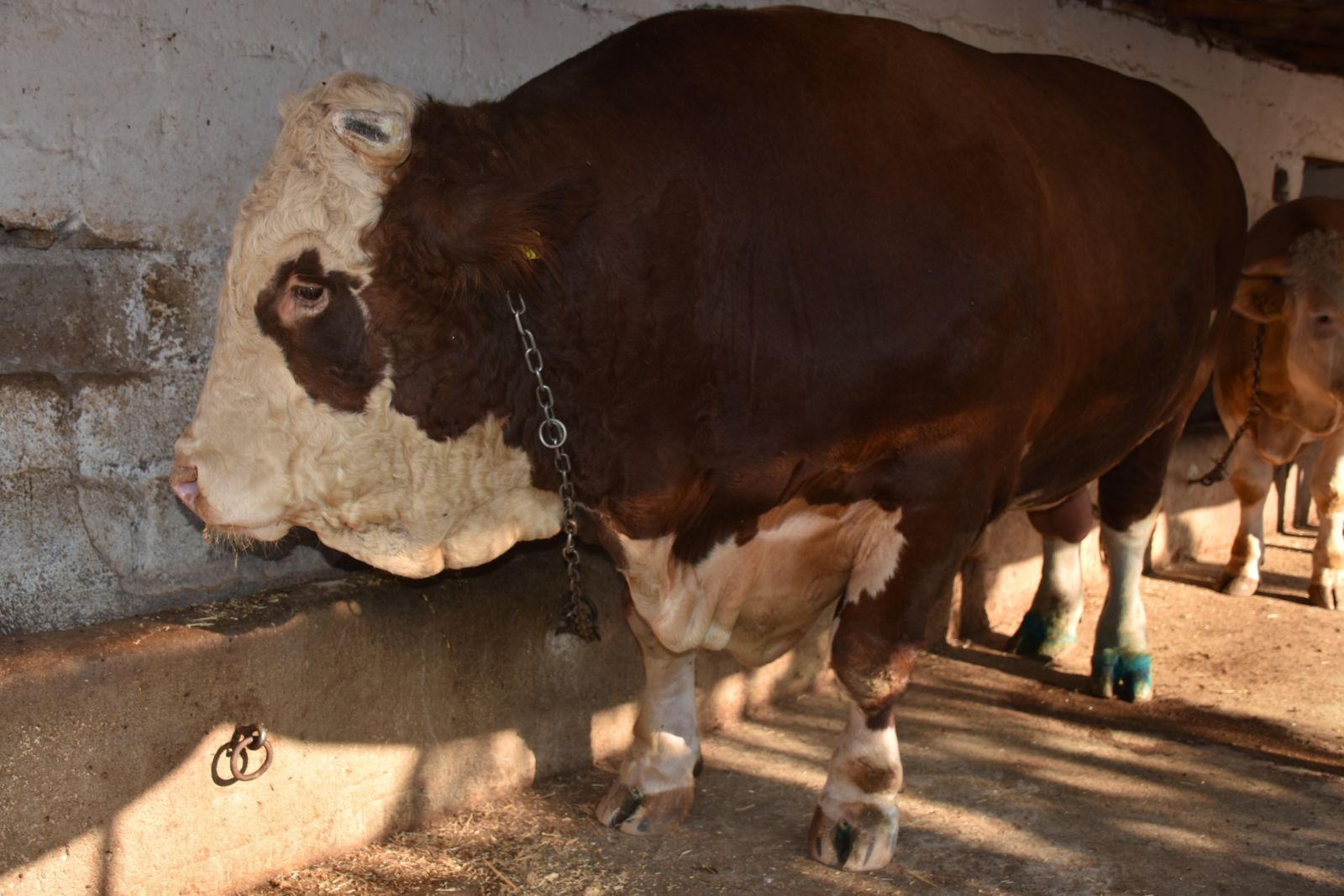 'Şampiyon Doruk'un fiyatına inanamayacaksınız!