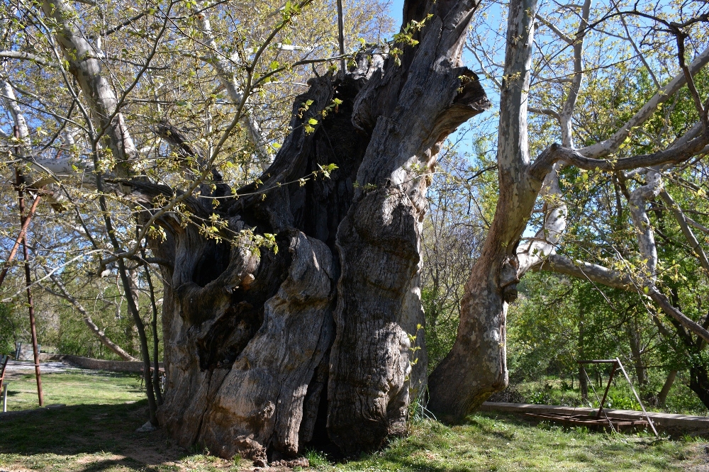 Bu ağaç bin 200 yıllık ağaç bakıma alındı